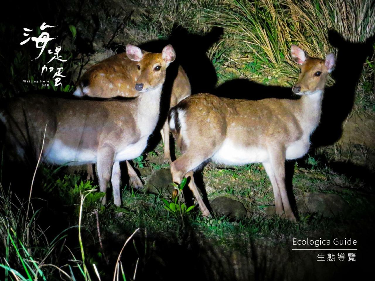 Waiting Here B&B Грин-Айленд Экстерьер фото
